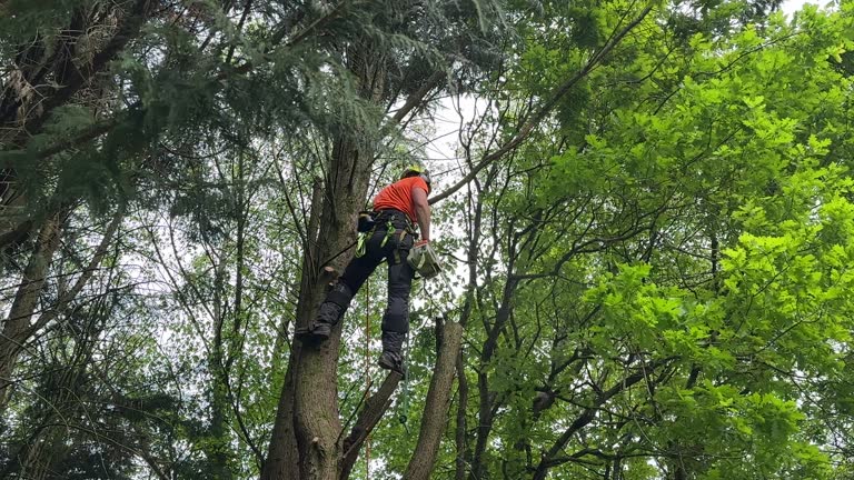 Best Commercial Tree Services  in Williams, CA